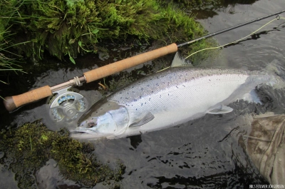 Sage One Switch Sage One Switch