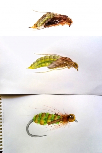 Natural, drawing, fly