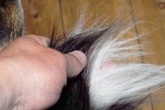 My Sunray Shadow dog Divus My Sunray Shadow dog Divus