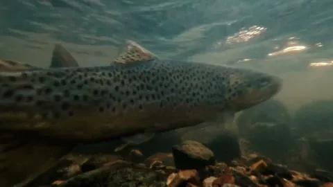 Video thumb for Sea trout spawning 