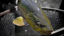 Video thumb for Fisherman Style