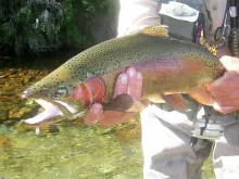 User submitted picture: Lovely NZ spring creek ra...