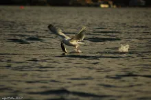 User submitted picture: the seagull, our rivalry ...