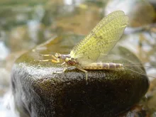 User submitted picture: Mayfly on a stone - River...