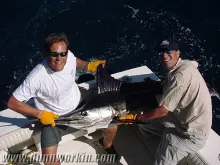 User submitted picture: Striped Marlin, Cabo San ...