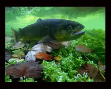 User submitted picture: ...siting on the river be...