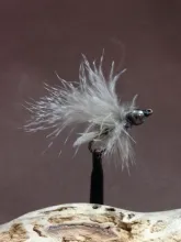 User submitted picture: This fly is called the "...