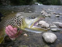 User submitted picture: Male trout nymph fishing
...