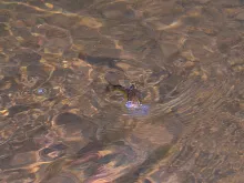 User submitted picture: Small brown trout - takin...