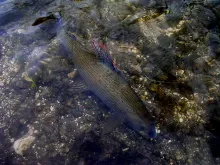 User submitted picture: Chalk stream grayling