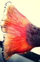 User submitted picture: Brown trout tail 