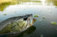 User submitted picture: Pond Bass takes streamer