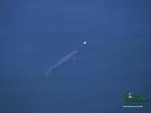 Computer screen wallpaper: Will it take?