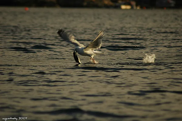 User submitted picture: the seagull, our rivalry ...