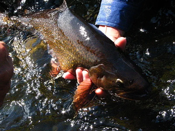 User submitted picture: This is a picture of a si...