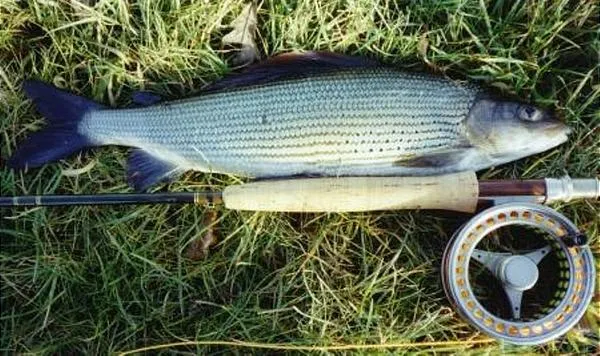 User submitted picture: A nice 19 inch grayling t...