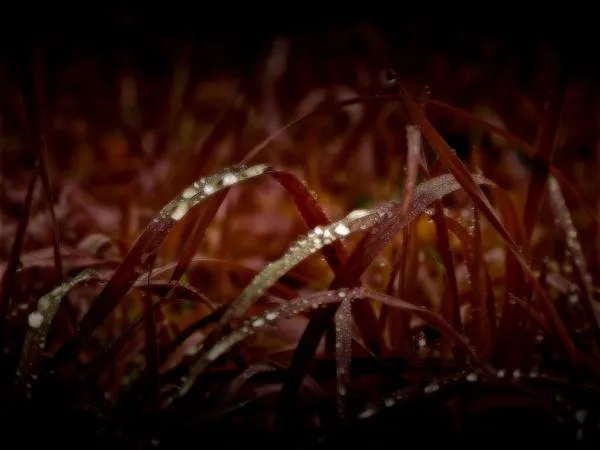 User submitted picture: After the rain