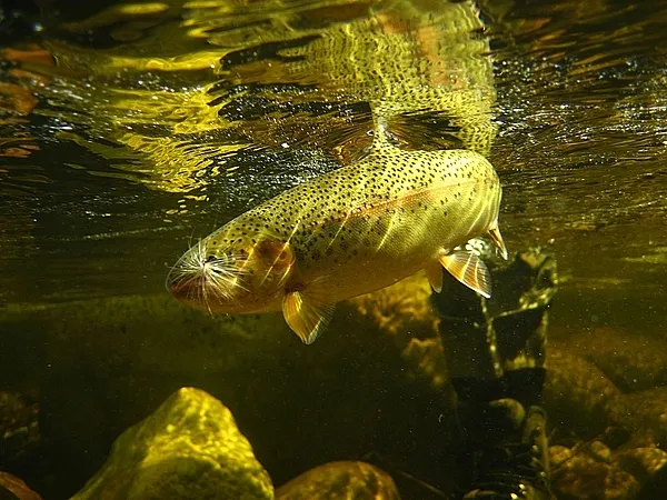 User submitted picture: Rainbow with a RAB (varia...