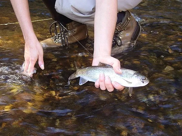User submitted picture: One of my first trouts...