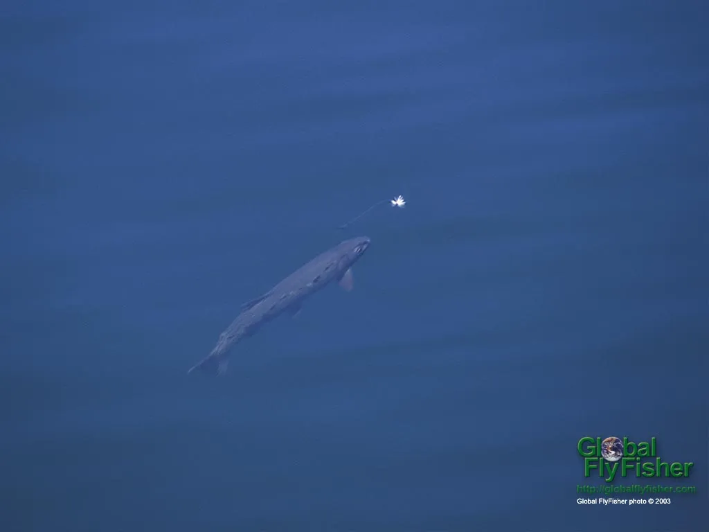 Computer screen wallpaper: Will it take?